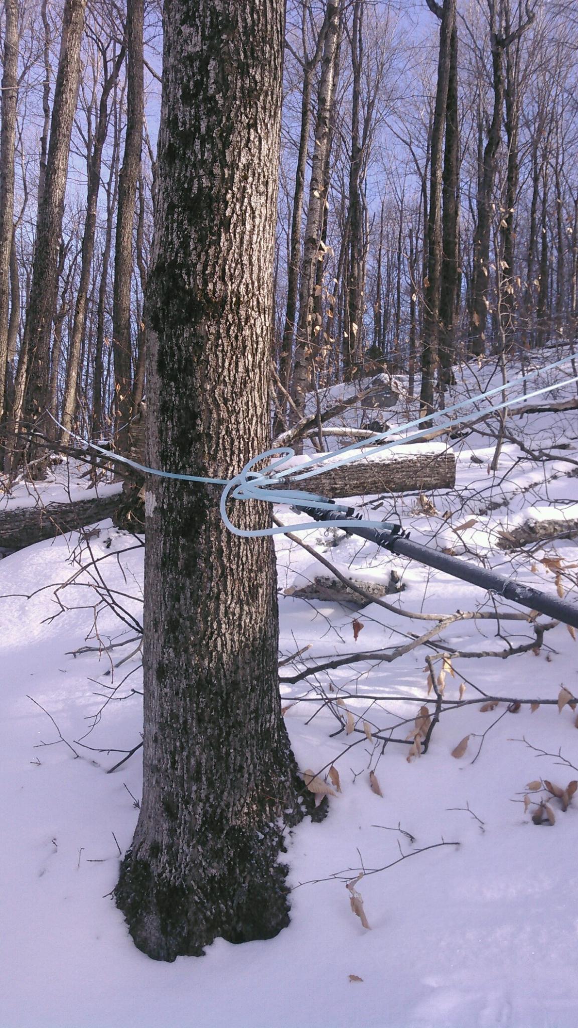 Maple Tree Tapping: The Sap Flow Begins